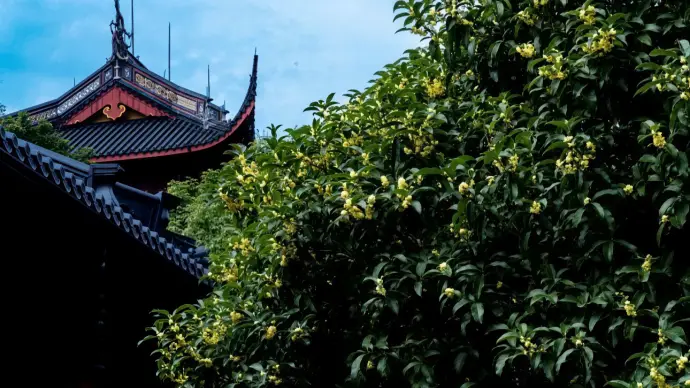 灵隐寺桂花