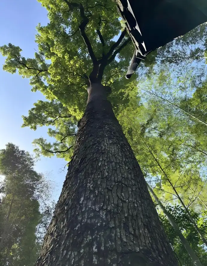 云栖竹径枫香古树林