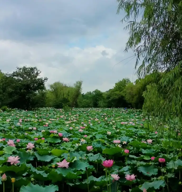 西溪湿地里的荷花