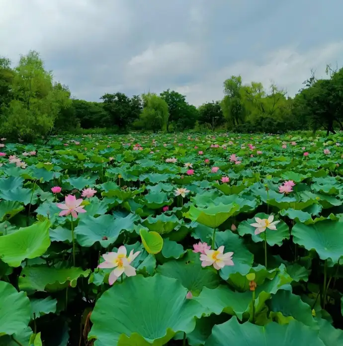西溪荷花