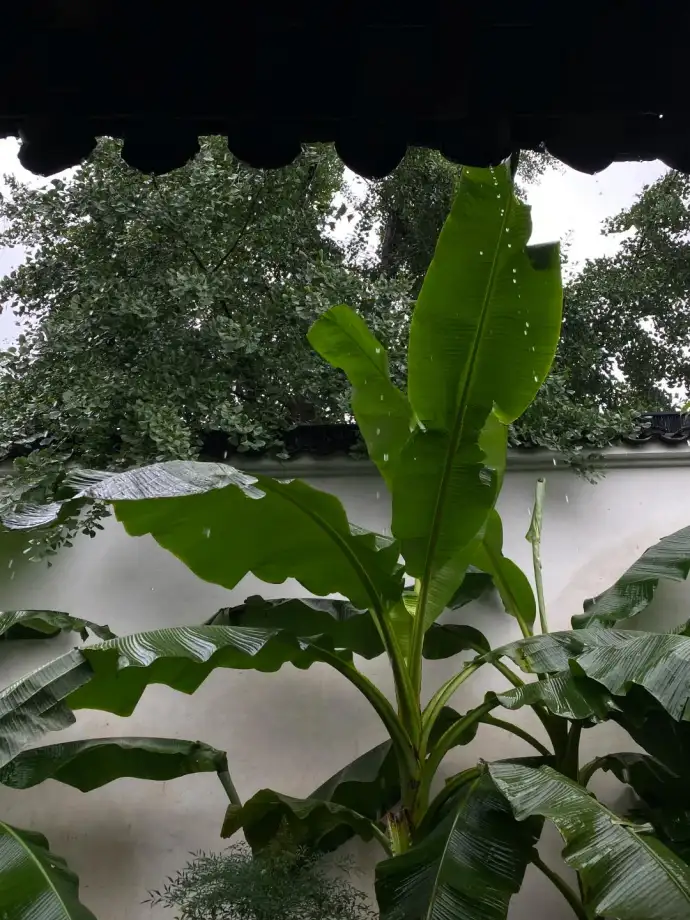 雨打芭蕉