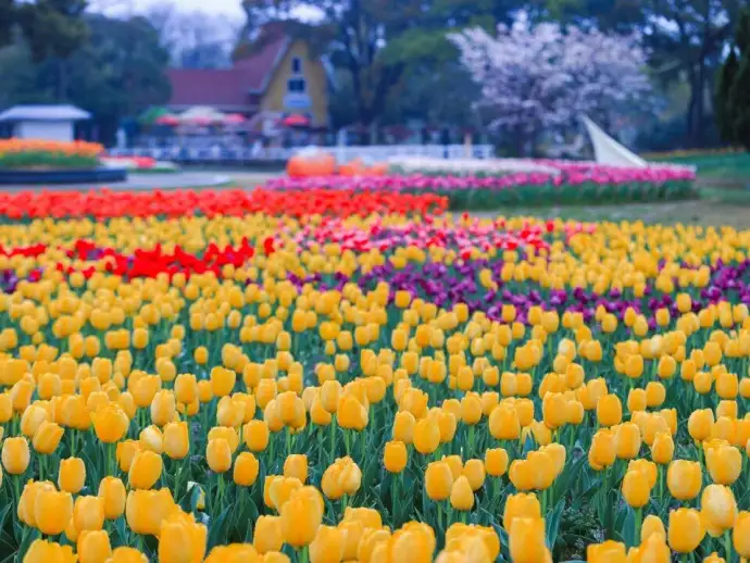梅园郁金香花海