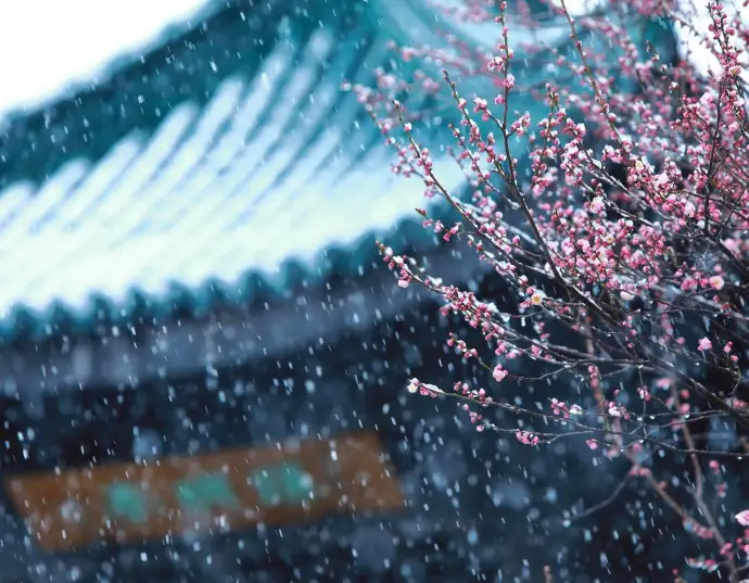 梅园雪景