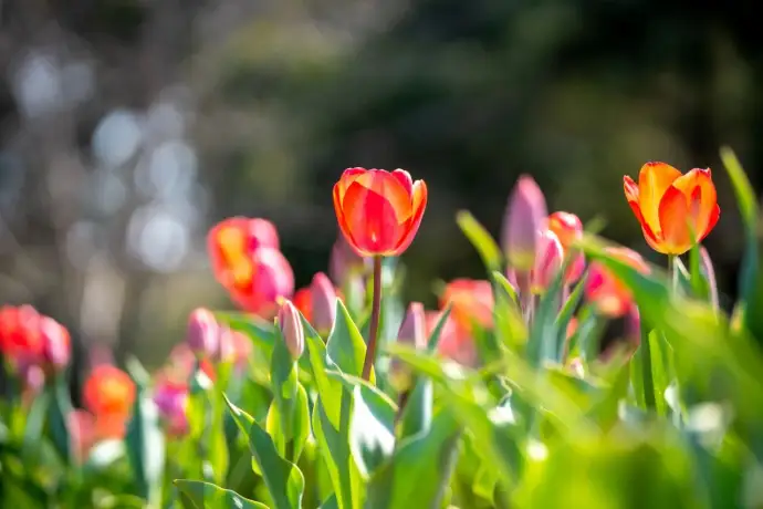 无锡梅园郁金香