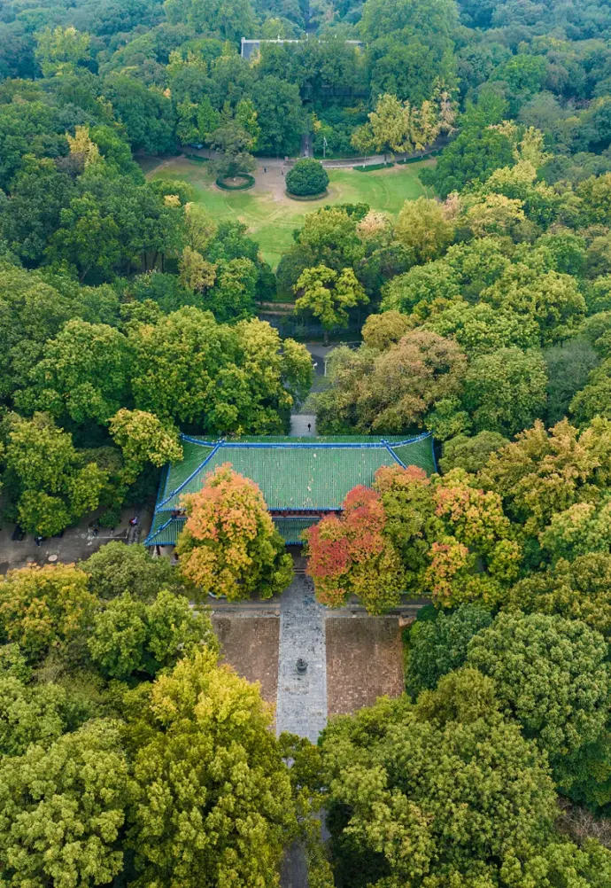 灵谷寺附近山林