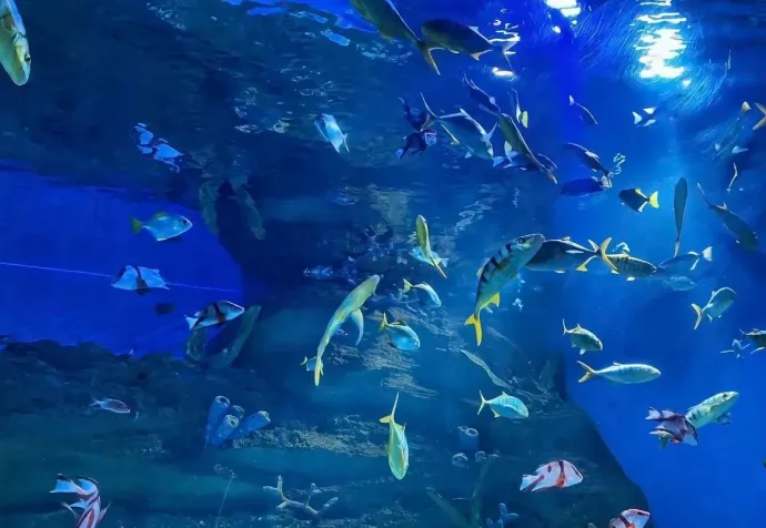 龙宫大白鲸嬉水世界