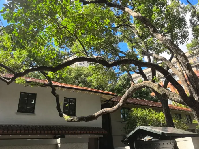 宋庆龄故居香樟树