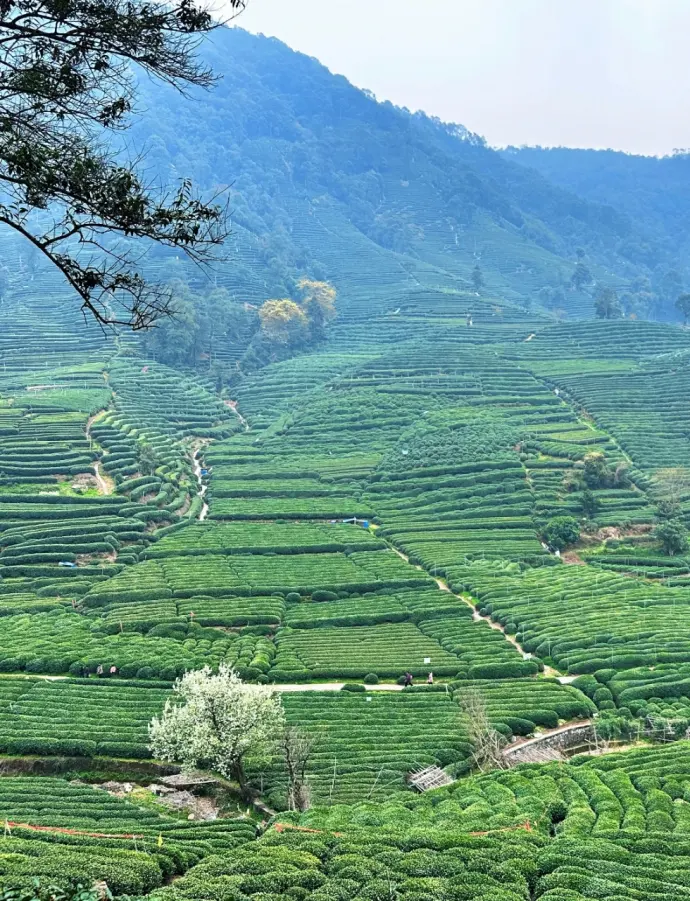 龙井茶园