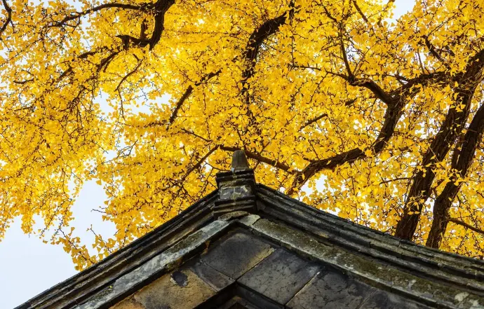 三元宫千年银杏