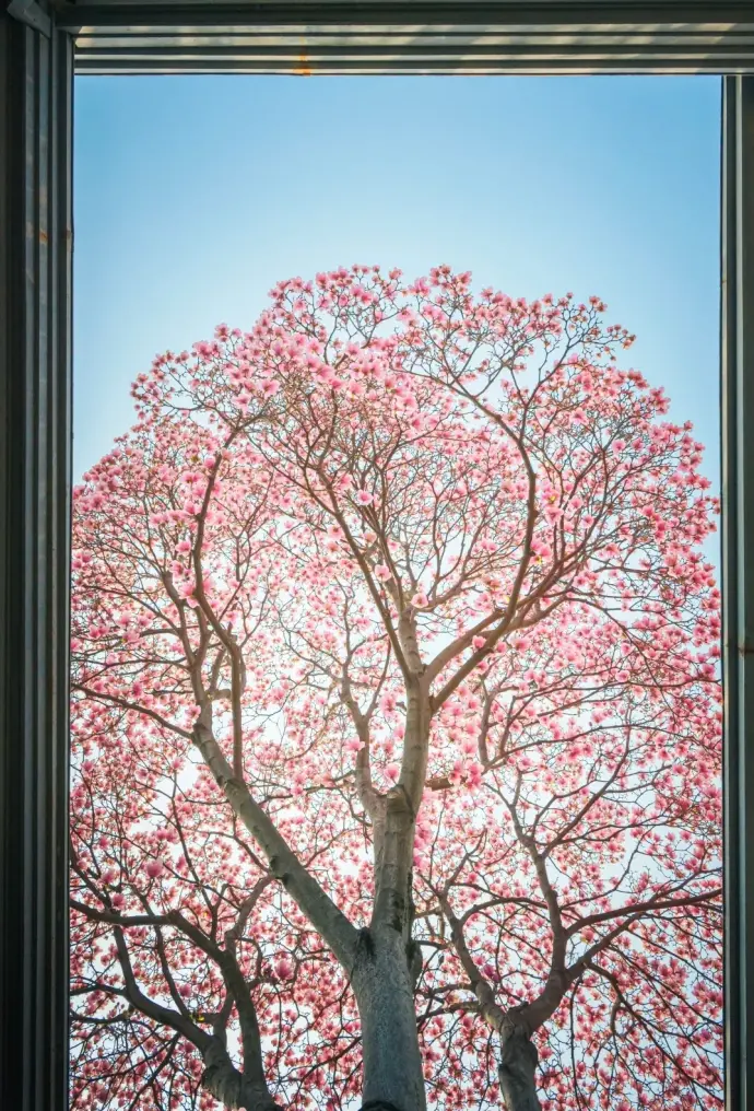 南京总统府玉兰