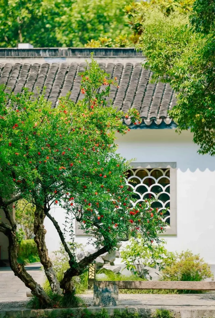 南京总统府石榴