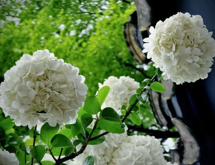 南京总统府木绣球