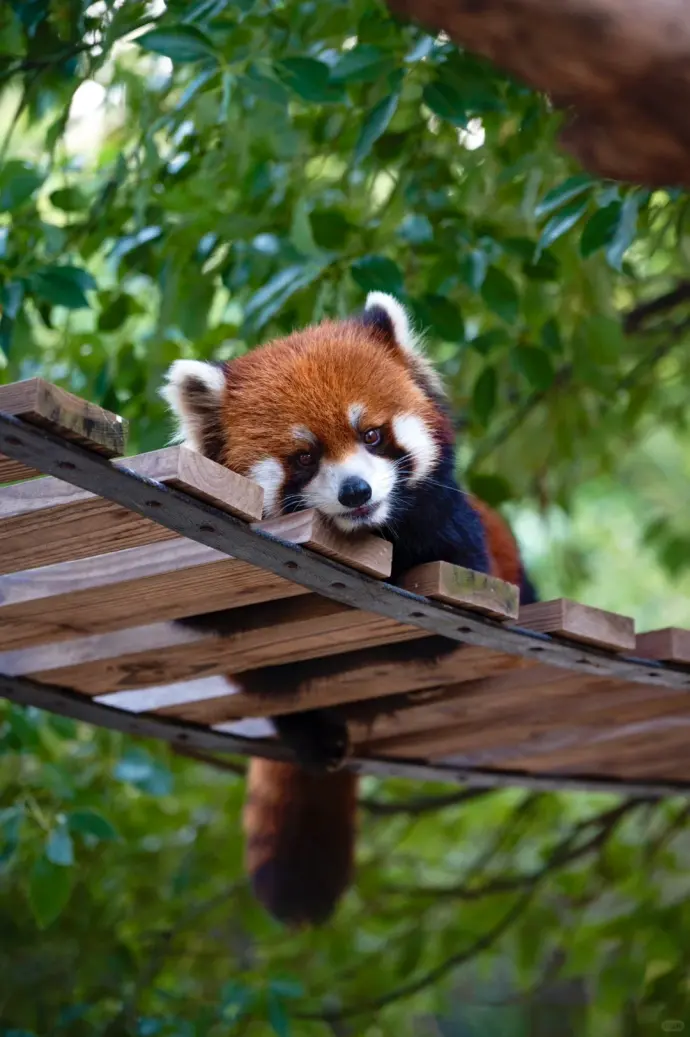 湖州龙之梦动物世界