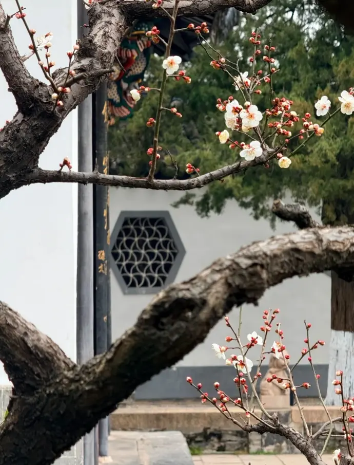 南京总统府腊梅