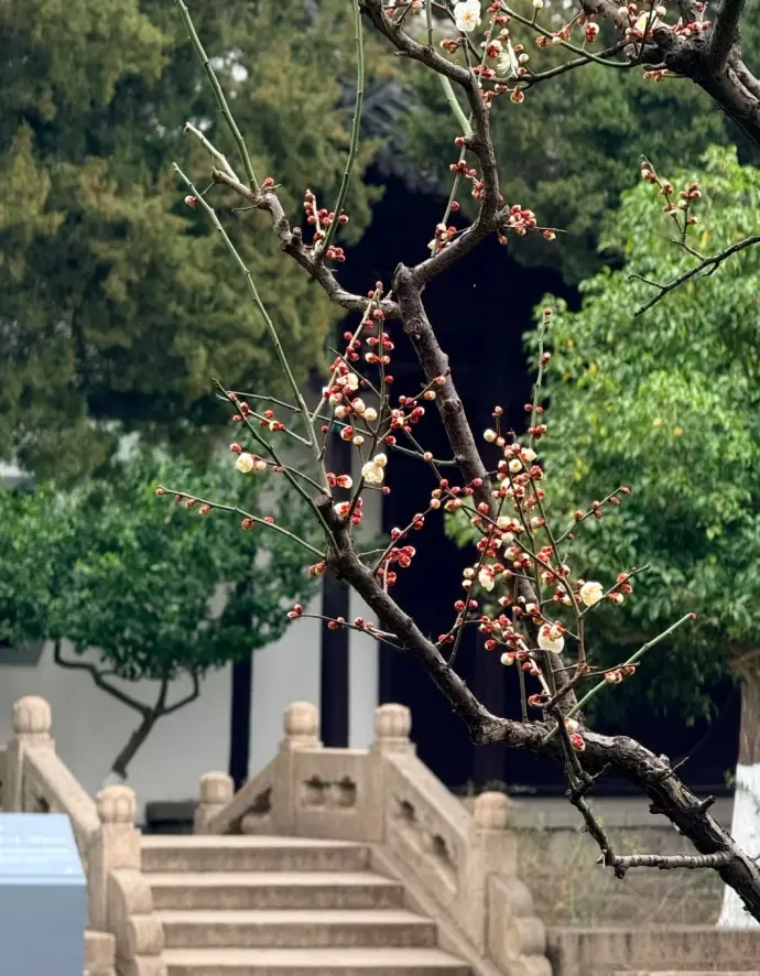 南京总统府腊梅