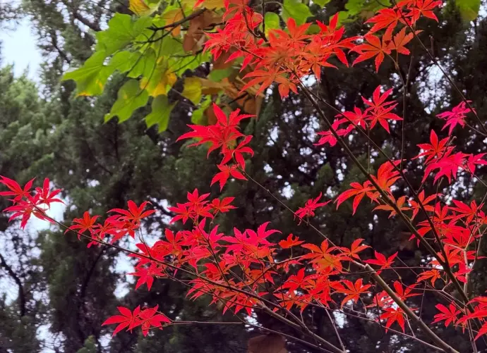 南京总统府红枫