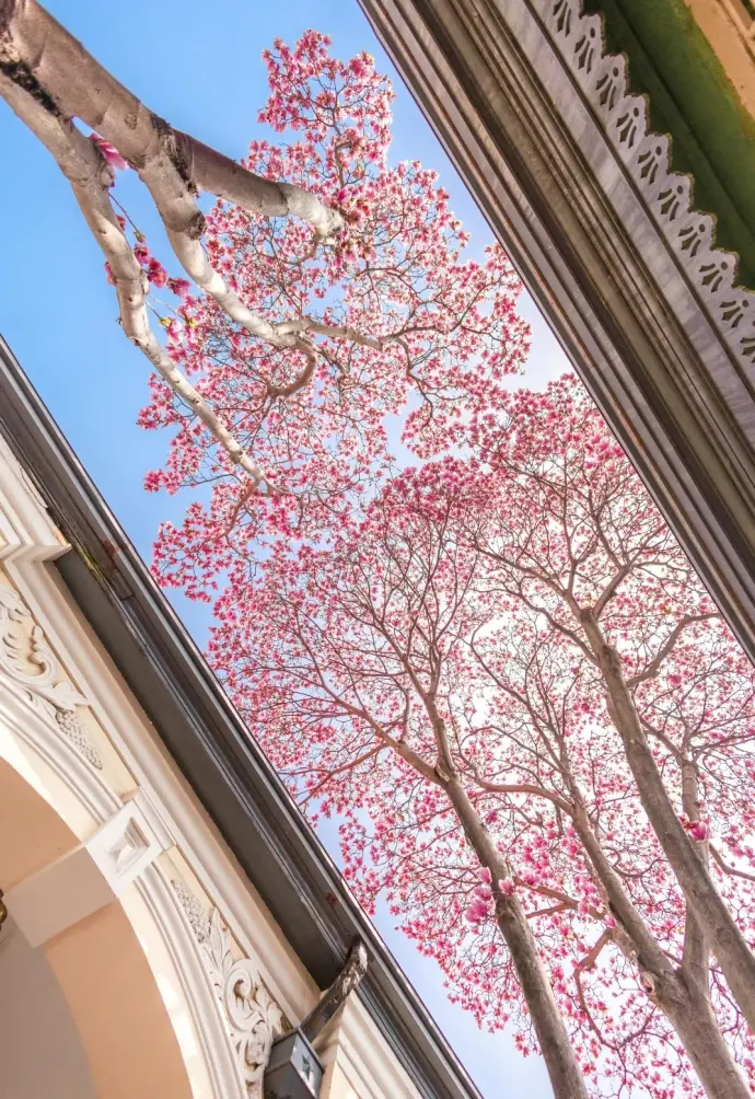 南京总统府玉兰