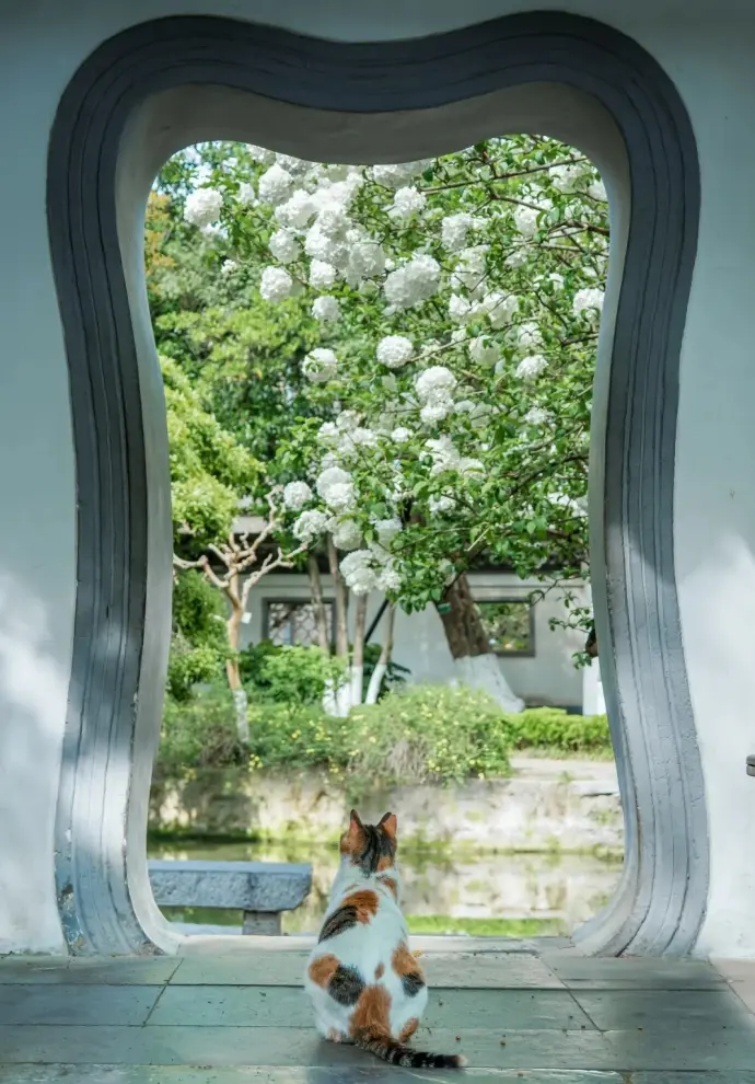 南京总统府木绣球